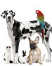 group of animals group of animals