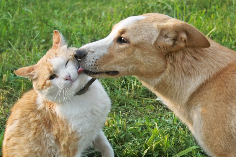 Dog licking cat